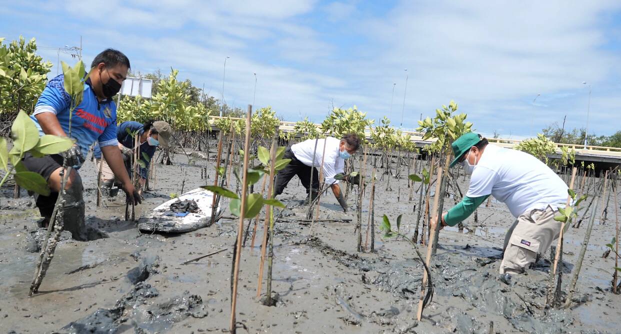 Four Thailand congregations unite for mangrove planting in Chonburi