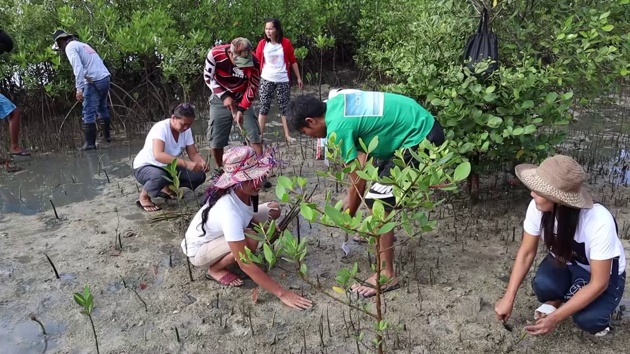 Brethren in Tambongon plant 1,200 mangrove seedlings